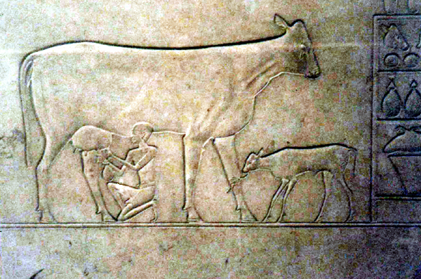 Milking scene, Egyptian museum, Cairo